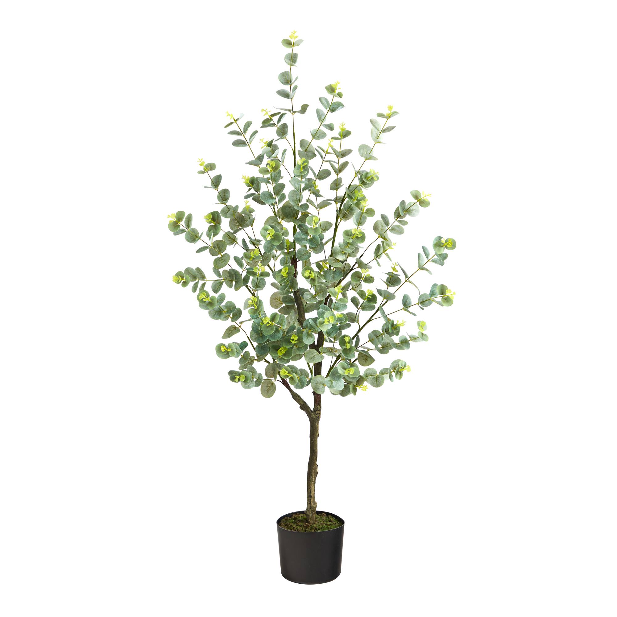 4ft. Potted Eucalyptus Tree